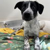 adoptable Dog in , UT named Wallace