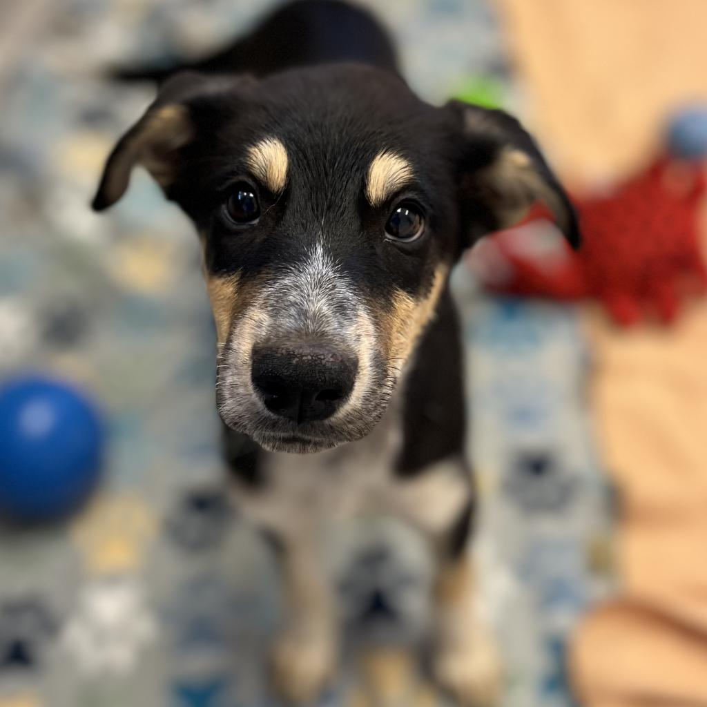 adoptable Dog in Kanab, UT named Kenai