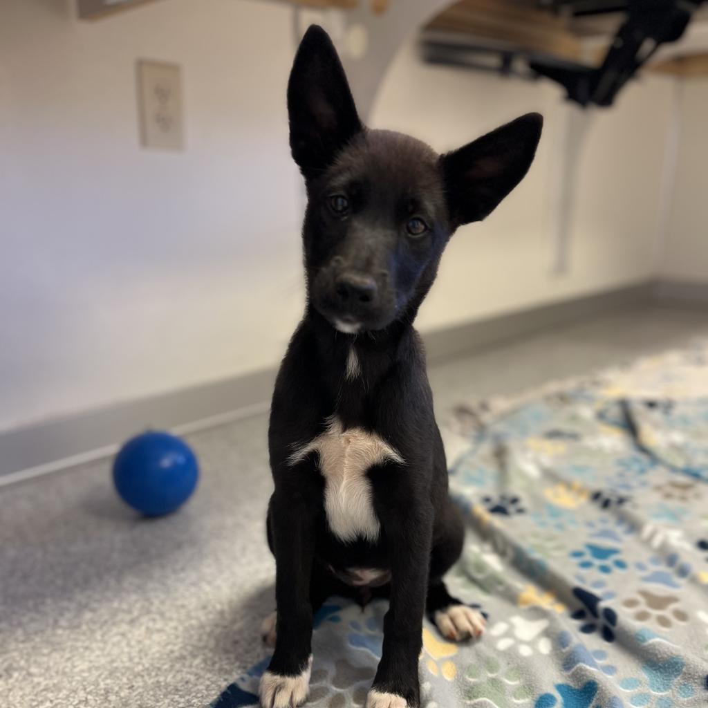 adoptable Dog in Kanab, UT named Bayoneta