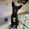 adoptable Dog in , UT named Bayoneta