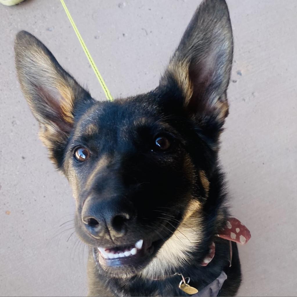 adoptable Dog in Kanab, UT named Poppy