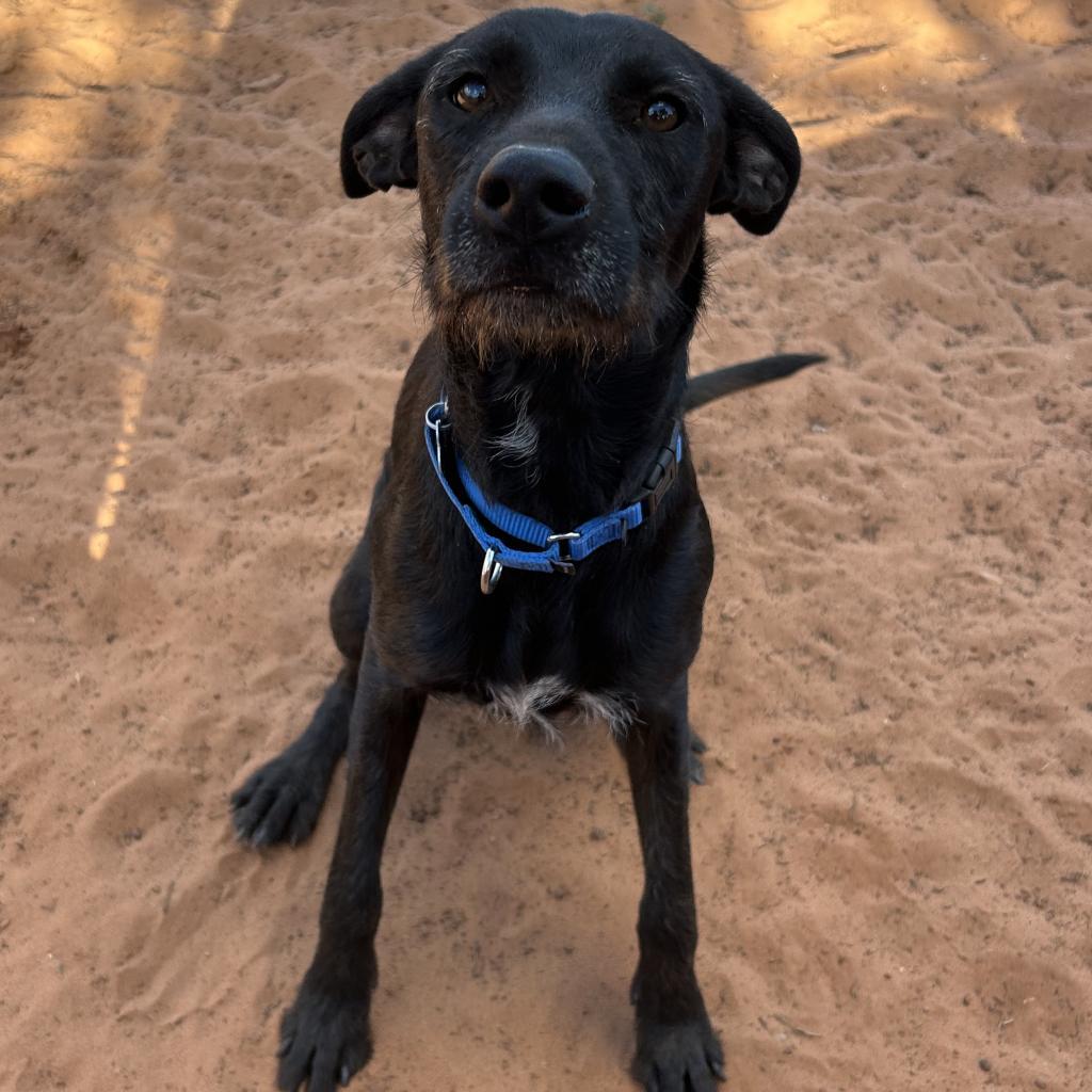 adoptable Dog in Kanab, UT named Sara Lee