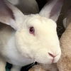 adoptable Rabbit in  named Alaska