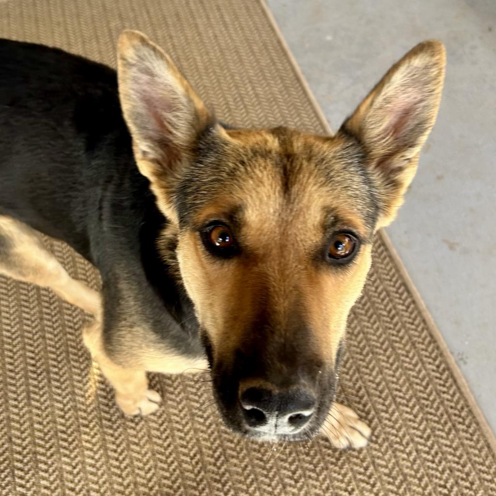 adoptable Dog in Kanab, UT named Coral