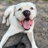 adoptable Dog in kanab, UT named Optimus