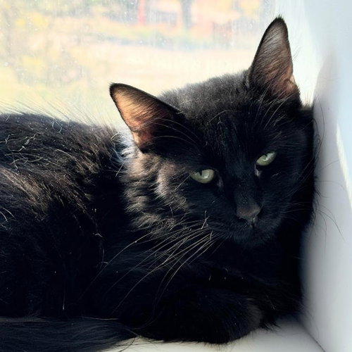 Danica, Young Domestic Short Hair, cat for adoption in Kanab, Utah