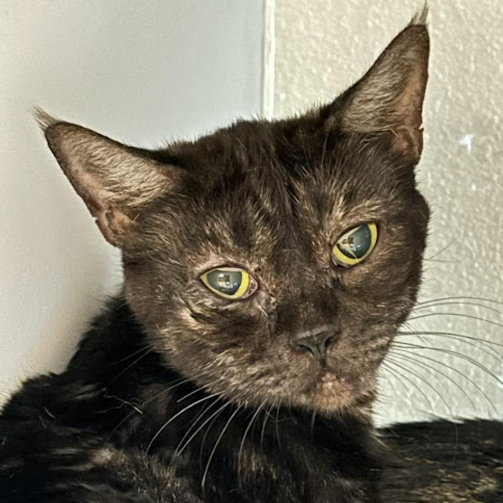 adoptable Cat in Kanab, UT named Mia