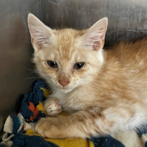Zaxby, Baby Domestic Short Hair, cat for adoption in Kanab, Utah