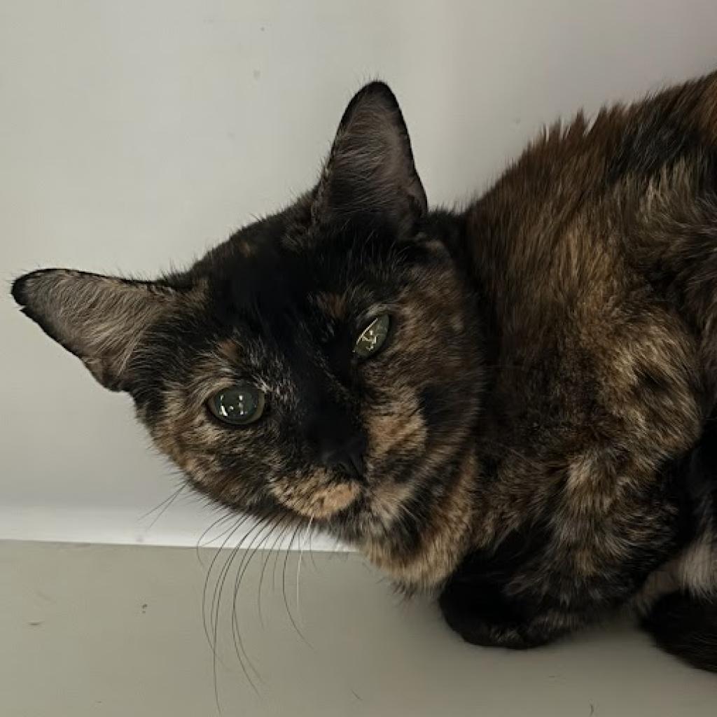 adoptable Cat in Kanab, UT named Ori