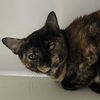 adoptable Cat in kanab, UT named Ori