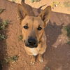 adoptable Dog in  named Beetlejuice