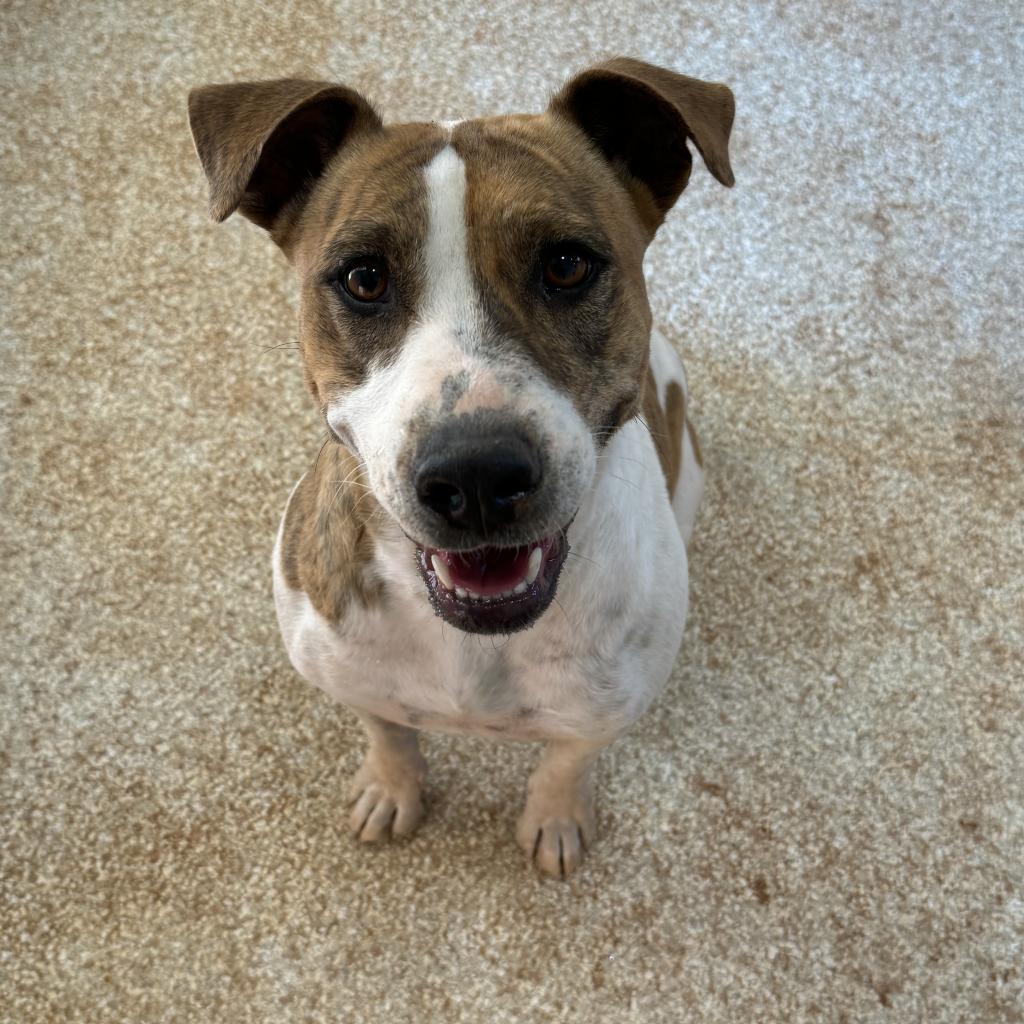 adoptable Dog in Kanab, UT named Miss Forcible