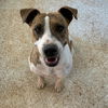 adoptable Dog in kanab, UT named Miss Forcible