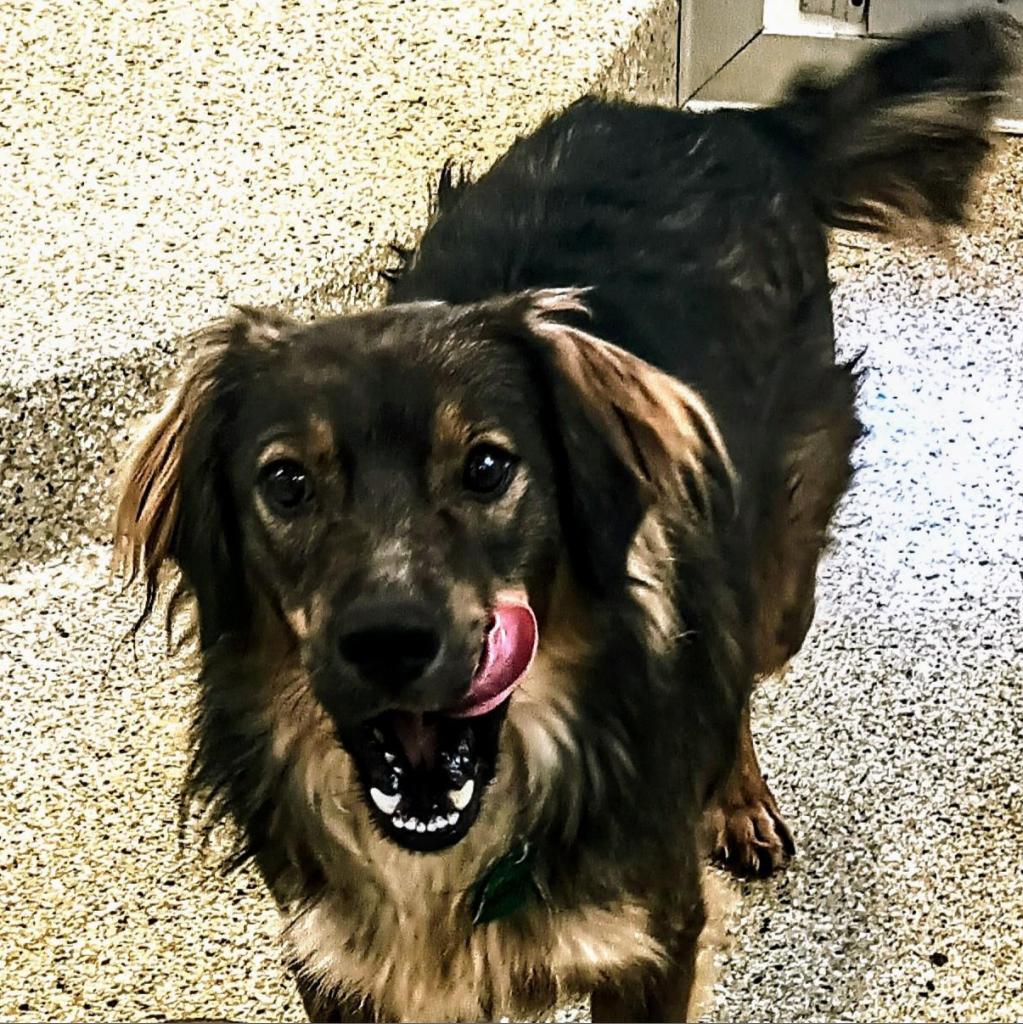 adoptable Dog in Kanab, UT named Taffy