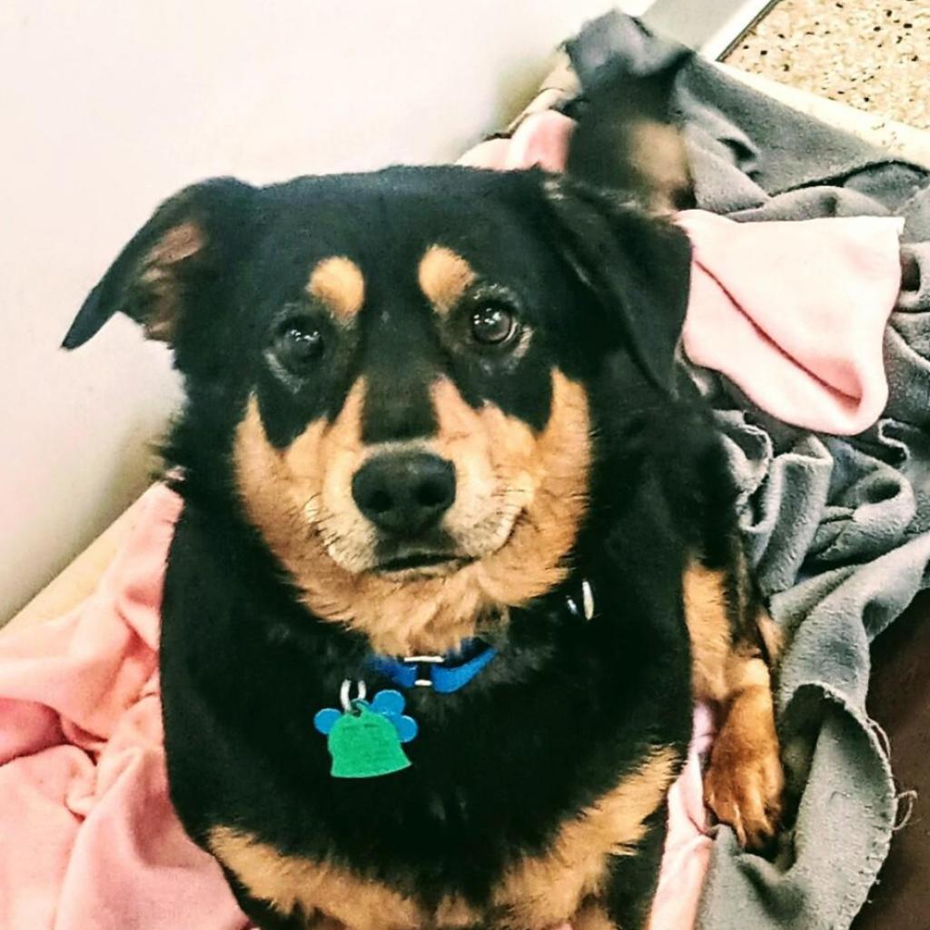 adoptable Dog in Kanab, UT named Laffy