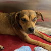 adoptable Dog in  named Winnie Cooper