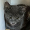 adoptable Cat in  named Lewistown