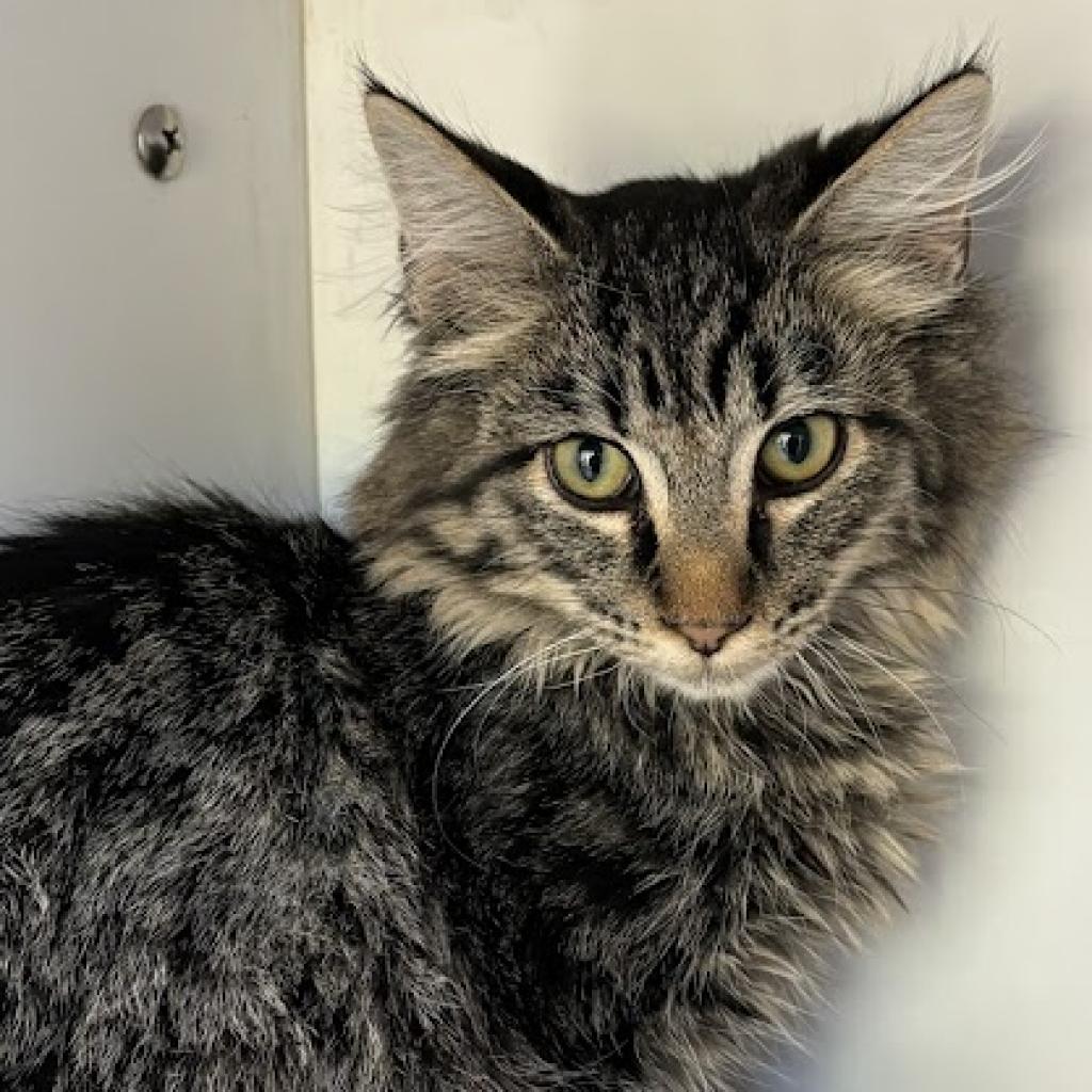 adoptable Cat in Kanab, UT named Kolob