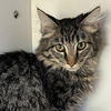 adoptable Cat in kanab, UT named Kolob