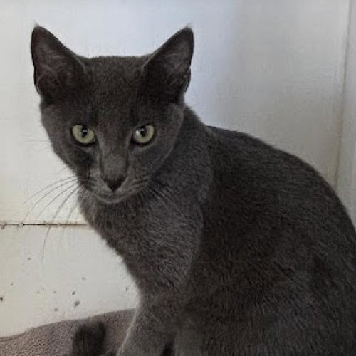 Bambi, Young Domestic Short Hair, cat for adoption in Kanab, Utah