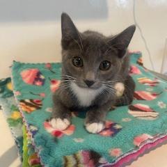 Melona, Baby Domestic Short Hair, cat for adoption in Kanab, Utah