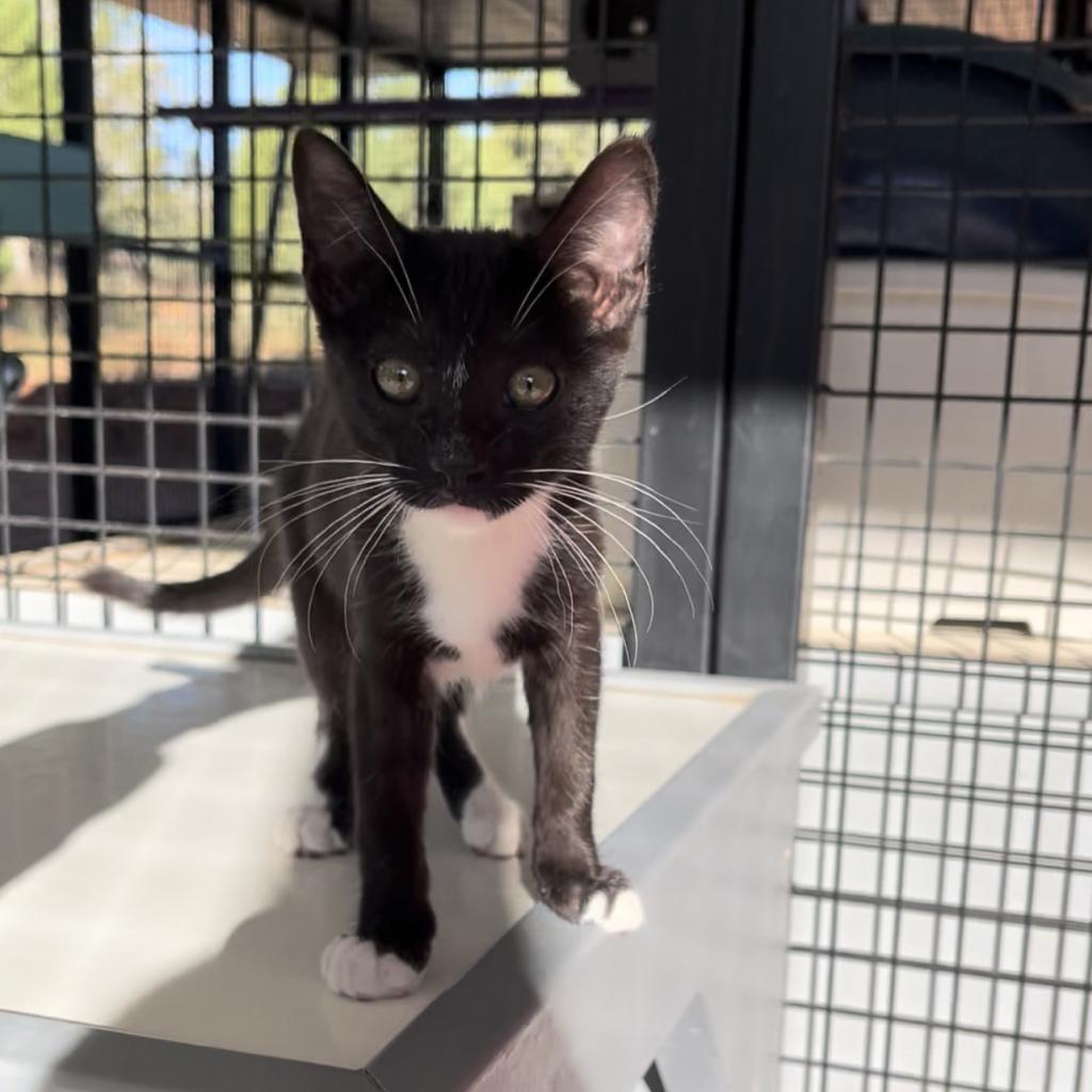 adoptable Cat in Kanab, UT named Marinara