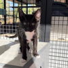 adoptable Cat in kanab, UT named Marinara