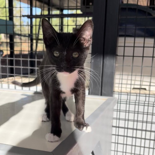Marinara, Baby Domestic Short Hair, cat for adoption in Kanab, Utah