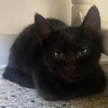 X-Boy, Baby Domestic Short Hair, cat for adoption in Kanab, Utah