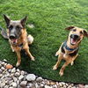adoptable Dog in  named Lemon