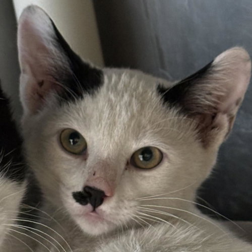 Escalante, Baby Domestic Short Hair, cat for adoption in Kanab, Utah