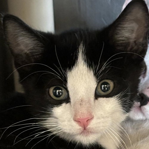 Moab, Baby Domestic Short Hair, cat for adoption in Kanab, Utah
