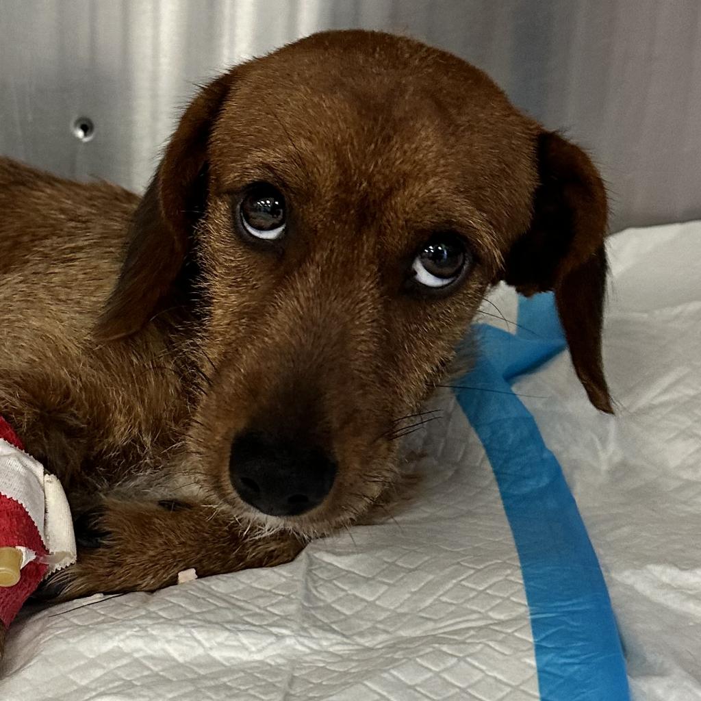 adoptable Dog in Kanab, UT named Jesse