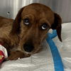 adoptable Dog in  named Jesse