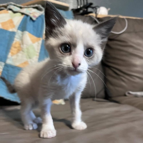 Landon, Baby Domestic Short Hair, cat for adoption in Kanab, Utah