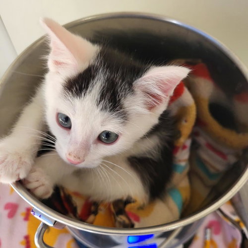 Wilson, Baby Domestic Short Hair, cat for adoption in Kanab, Utah