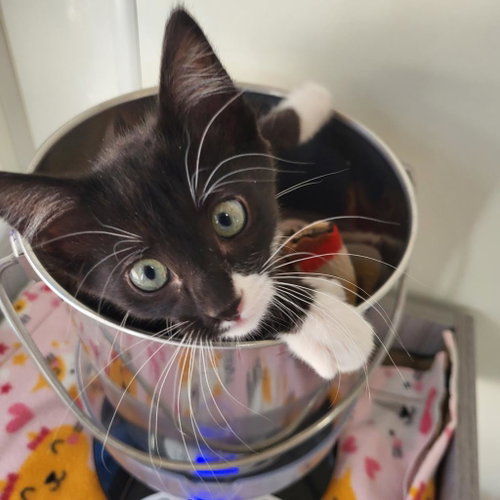 Stewart, Baby Domestic Short Hair, cat for adoption in Kanab, Utah