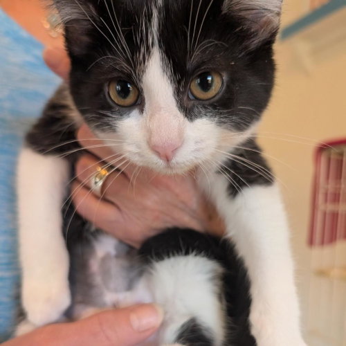 Sullivan, Baby Domestic Medium Hair, cat for adoption in Kanab, Utah
