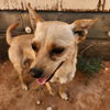 adoptable Dog in  named Candy Corn