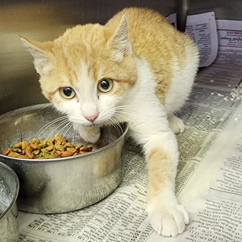 Pumpernickel, Baby Domestic Short Hair, cat for adoption in Kanab, Utah