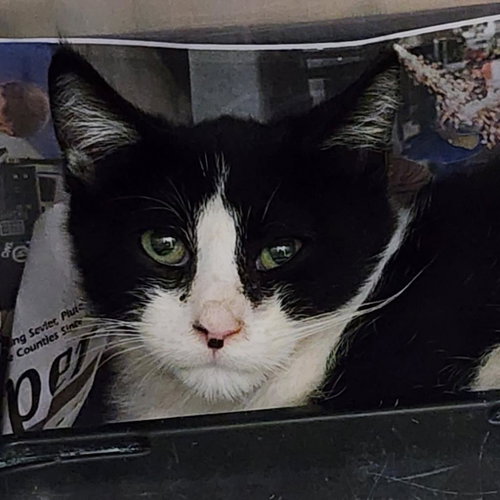 Dorian, Baby Domestic Short Hair, cat for adoption in Kanab, Utah