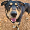 adoptable Dog in  named Gruyere