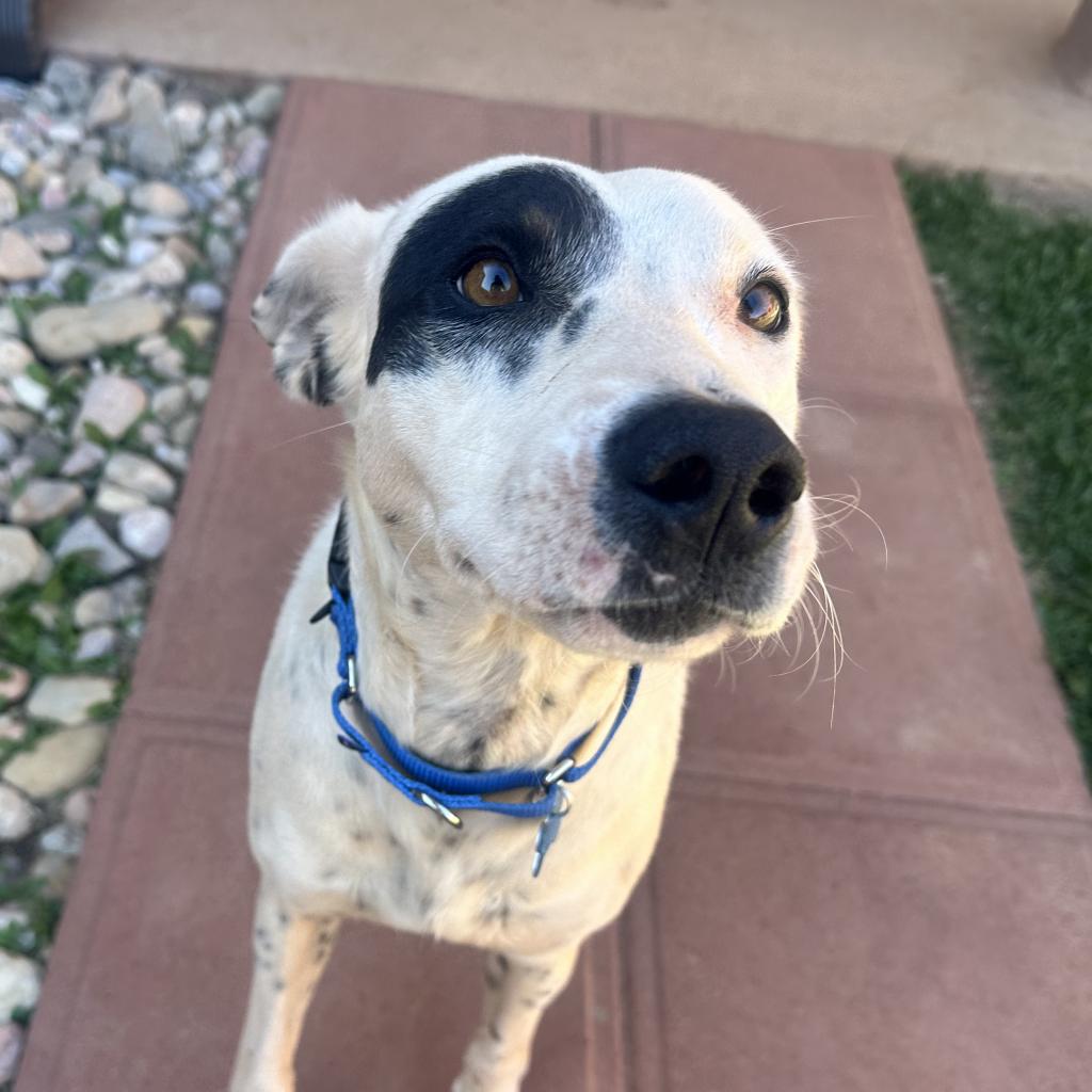 adoptable Dog in Kanab, UT named Feta