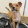 adoptable Dog in , UT named Mouth