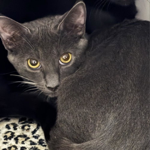 Tyrone, Young Domestic Short Hair, cat for adoption in Kanab, Utah