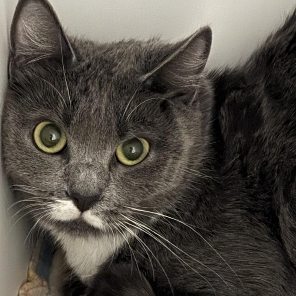 adoptable Cat in Kanab, UT named Paisley