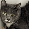 adoptable Cat in , UT named Paisley