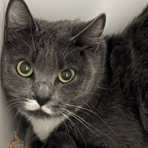 Paisley, Young Domestic Short Hair, cat for adoption in Kanab, Utah