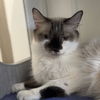 adoptable Cat in , UT named Etheridge