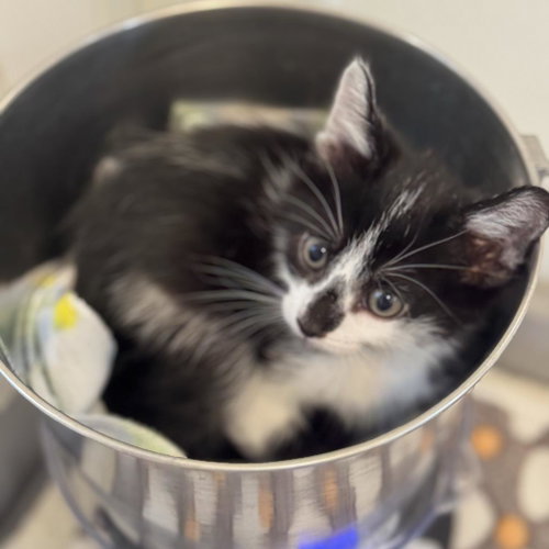 Collen, Baby Domestic Short Hair, cat for adoption in Kanab, Utah